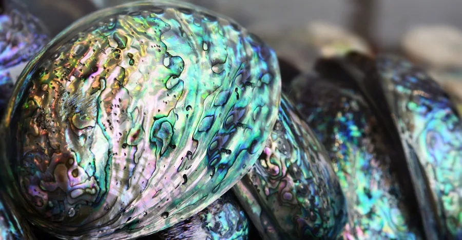 Abalone Shell crystal