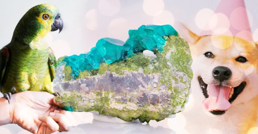 Crystals For Pets! How to Empower Your Pets Well Being crystal